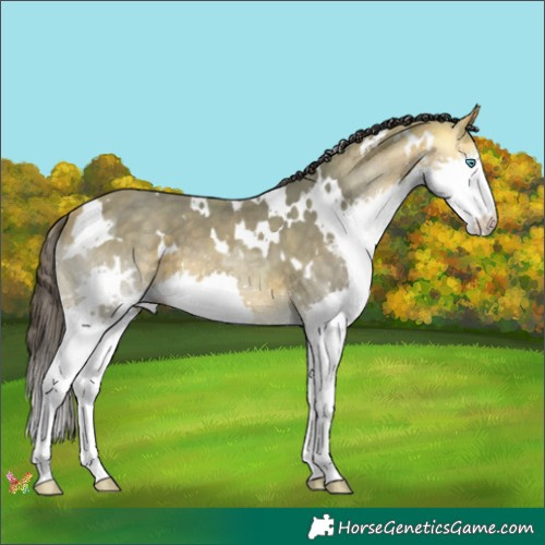 Horse Color:White Spotted Buckskin Ice Splash 