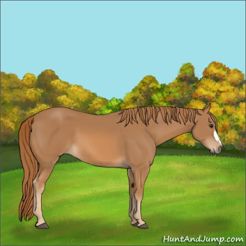 Horse Color:Chestnut 