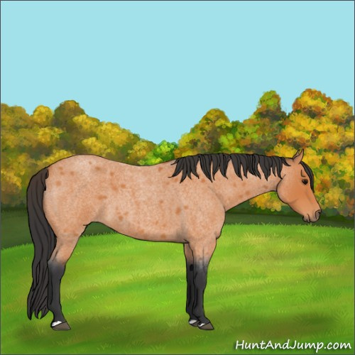 Horse Color:Bay Roan