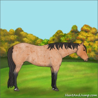 Horse Color:Bay Roan 