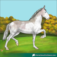 Horse Color:Watercolor White Spotted Silver Amber Champagne Splash 