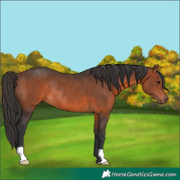 Horse Color:Brown Rabicano 
