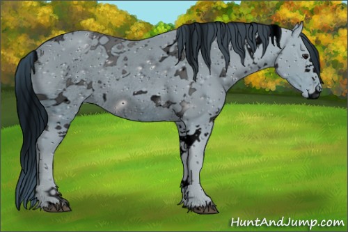Horse Color:ERROR: UNKNOWN ANOMALY
