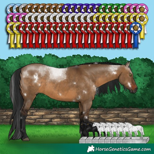 Horse Color:Gray White Spotted Brown Dun Rabicano 