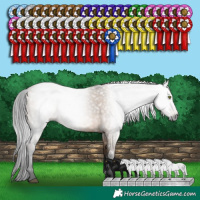 Horse Color:Gray White Spotted Brown Dun Rabicano 