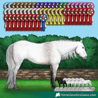 Horse Color:Gray White Spotted Brown Dun Rabicano 