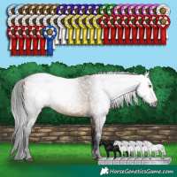 Horse Color:Gray White Spotted Brown Dun Rabicano