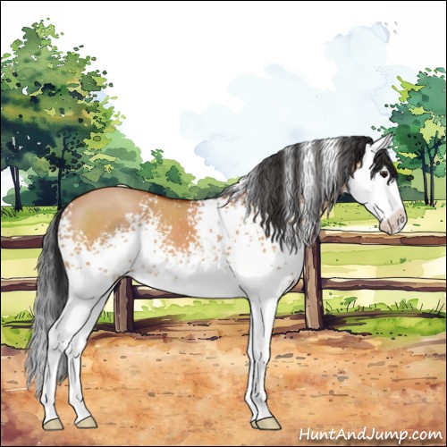 Horse Color:White Spotted Brown Dun Splash 