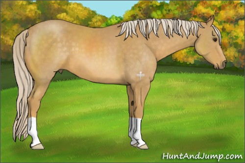 Horse Color:Palomino 