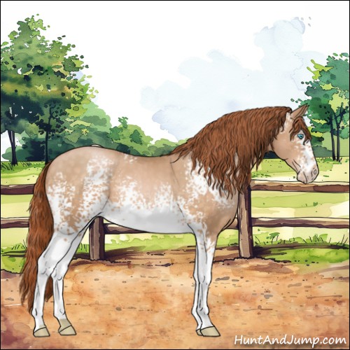 Horse Color:White Spotted Buckskin Pearl Rabicano 