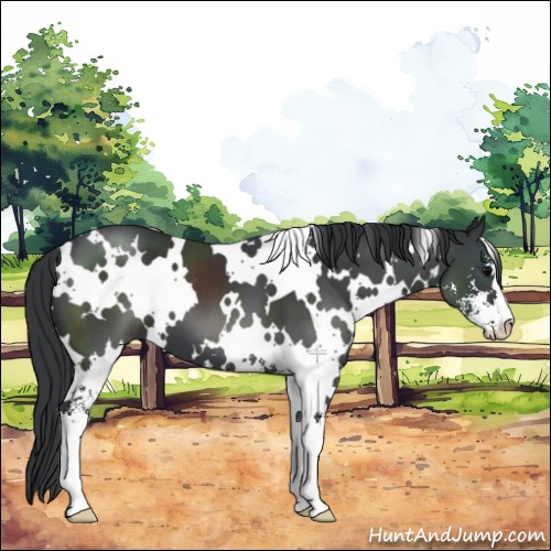 Horse Color:White Spotted Black Sabino