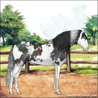 Horse Color:White Spotted Black Splash 