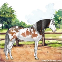 Horse Color:White Spotted Brown Sabino Splash Rabicano 
