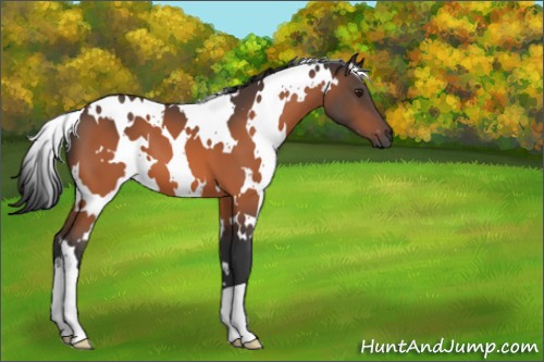 Horse Color:White Spotted Brown 