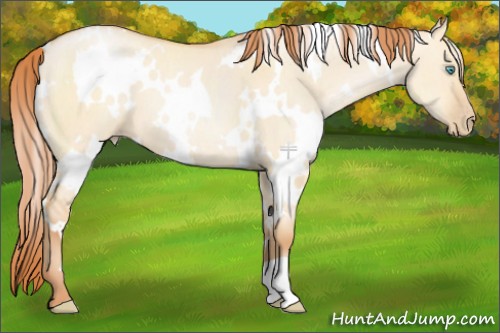 Horse Color:White Spotted Buckskin Pearl Dun 