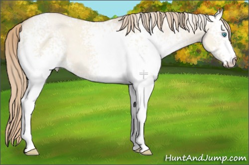 Horse Color:White Spotted Perlino Dun 