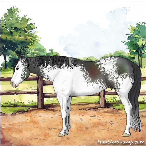 Horse Color:White Spotted Black Splash 