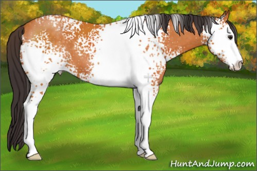 Horse Color:White Spotted Buckskin Sabino 