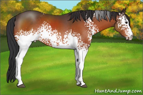 Horse Color:White Spotted Brown Rabicano 