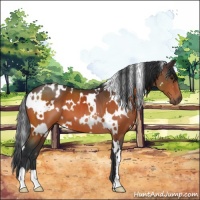 Horse Color:White Spotted Brown 