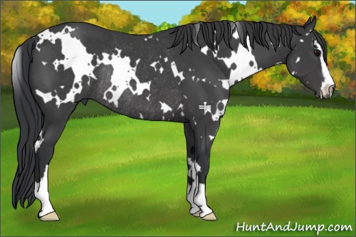 Horse Color:White Spotted Black Sabino Rabicano 