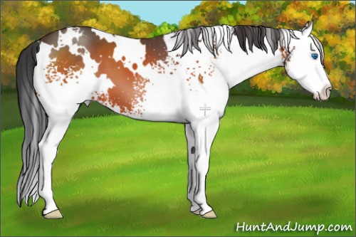 Horse Color:White Spotted Brown Splash 