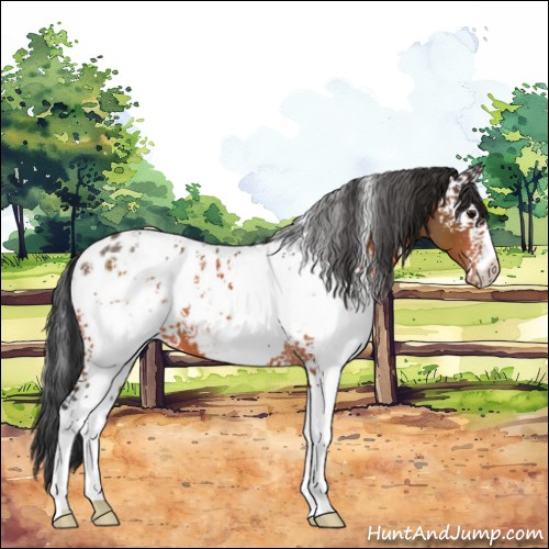 Horse Color:White Spotted Bay Near Leopard 