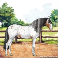 Horse Color:White Spotted Bay Appaloosa 