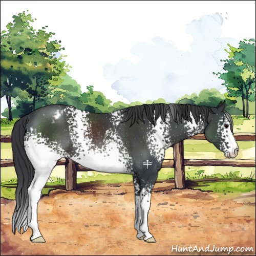 Horse Color:White Spotted Black Appaloosa Rabicano 