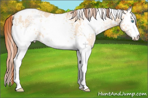 Horse Color:White Spotted Buckskin Pearl Dun 