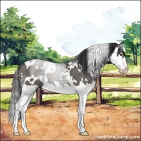 Horse Color:White Spotted Grullo Sabino Splash 