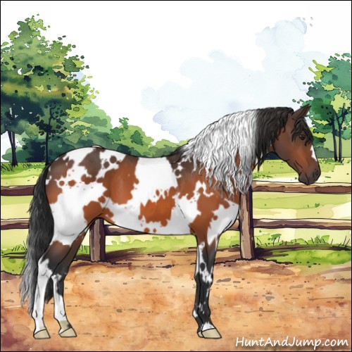 Horse Color:White Spotted Brown 