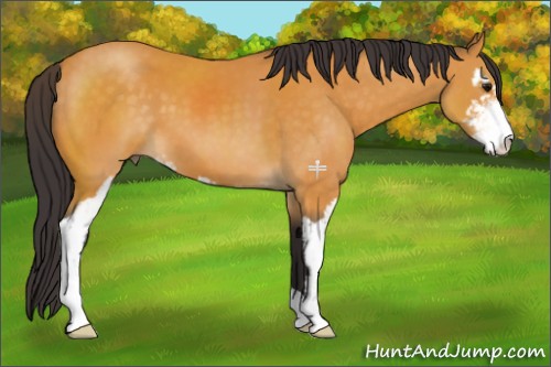Horse Color:Buckskin Sabino 