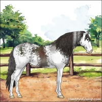 Horse Color:White Spotted Smoky Black Sabino 