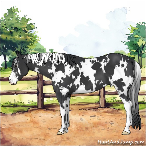Horse Color:White Spotted Black Sabino 