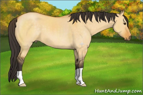 Horse Color:Buckskin Dun 