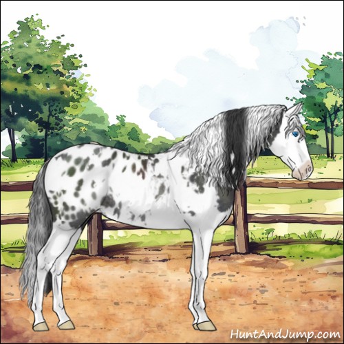 Horse Color:White Spotted Black Splash Near Leopard Rabicano