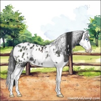 Horse Color:White Spotted Black Splash Appaloosa Rabicano 
