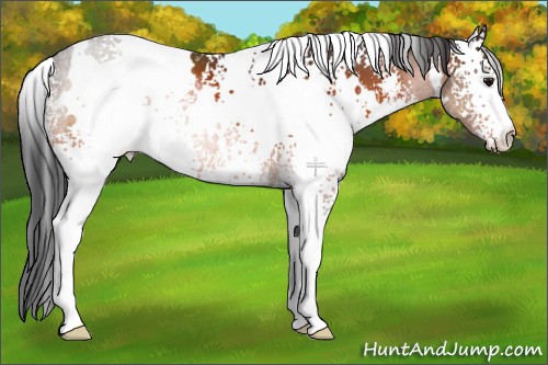 Horse Color:White Spotted Bay 