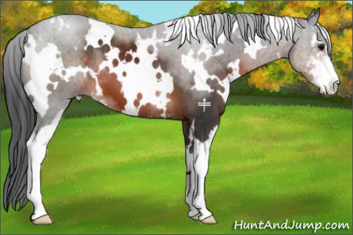 Horse Color:White Spotted Brown Sabino 