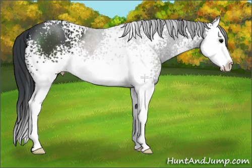 Horse Color:White Spotted Black Splash 