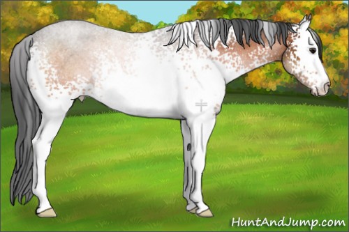 Horse Color:White Spotted Bay Rabicano 