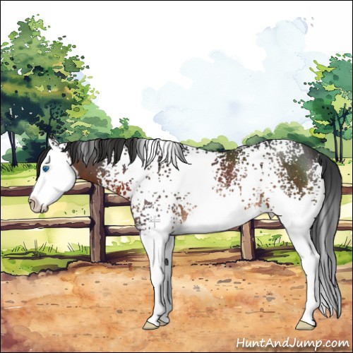 Horse Color:White Spotted Brown Splash Rabicano 