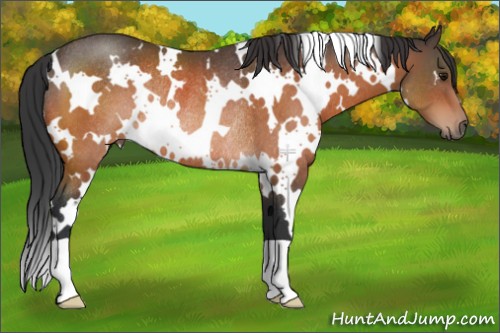 Horse Color:White Spotted Bay Rabicano 