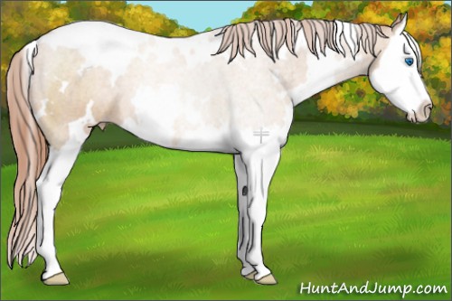 Horse Color:White Spotted Buckskin Pearl Splash 