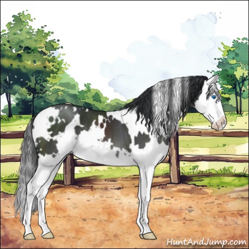 Horse Color:White Spotted Black Splash