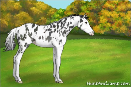 Horse Color:White Spotted Black Splash Appaloosa 