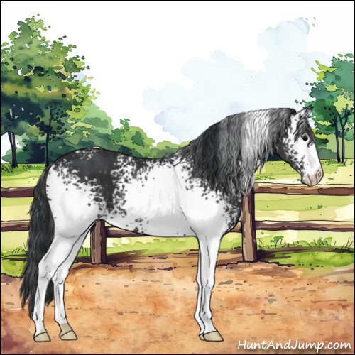Horse Color:White Spotted Black 