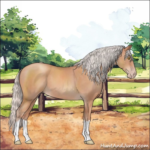 Horse Color:Silver Sable Champagne 