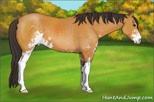 Horse Color:Buckskin Sabino 